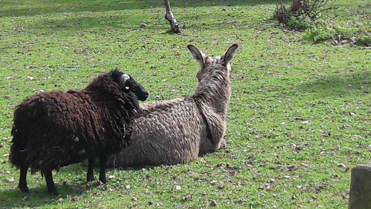 ViozanAsinus 32住宿加早餐旅馆 外观 照片